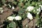 Symphoricarpos albus branch with white berries