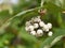 Symphoricarpos albus laevigatus - common snowberry