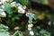 Symphoricarpos albus laevigatus - common snowberry plant