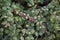 Symphoricarpos chenaultii branch with pink fruit