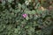 Symphoricarpos chenaultii branch with pink fruit