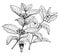 Symphoricarpos Occidentalis vintage illustration