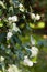 Symphoricarpos. Shrub with decorative white berries.