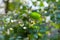 Symphoricarpos. Shrub with decorative white berries.