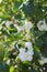 Symphoricarpos. Shrub with decorative white berries.