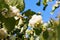 Symphoricarpos. Shrub with decorative white berries.