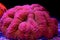 Symphyllia - Open brain LPS coral