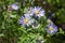 Symphyotrichum cordifolium Blue Wood Aster