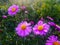 Symphyotrichum dumosum, woods violet aster on bloom. Autumn flower.