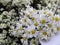 Symphyotrichum ericoides for decoration in wedding as a background.