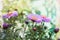 Symphyotrichum novae-angliae, Aster novae-angliae, New England aster, hairy Michaelmas-daisy