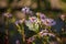 Symphyotrichum novae-angliae Flowers on Sunset