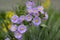 Symphyotrichum novae-angliae Michaelmas daisy in bloom, autumn ornamental herbaceous perennial plant