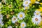 Symphyotrichum novae angliae, New England Aster