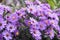 Symphyotrichum novi-belgii New York aster ornamental autumn plant in bloom