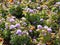 Symphyotrichum novi-belgii violet flowers close up in autumn