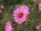 Symphyotrichum novi-belgii or virginia aster