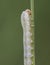 Symphyta species larva Sawfly perched on a twig looking caterpillar on unfocused green background