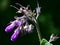 Symphytum officinale -common comfrey