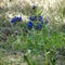 Symphytum officinale or common comfrey flower in forest