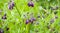 Symphytum Officinale flowering herb
