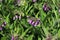 Symphytum Officinale flowering herb, white common comfrey.