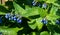 Symphytum is originally from flowering plants in the borage family, Boraginaceae. known collectively comfrey. Some species and