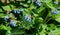 Symphytum is originally from flowering plants in the borage family, Boraginaceae. known collectively comfrey. Some species and
