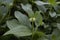 Symphytum tuberosum plant in bloom