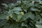 Symphytum tuberosum plant in bloom