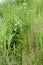 Symphytum tuberosum plant in grass
