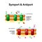 Symport and antiport. cell membrane transport systems