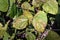 Symptom of plant disease on mungbean leaf