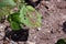 Symptom of plant disease on mungbean leaf