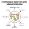 Symptoms of infection are bovine tapeworm