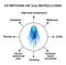 Symptoms of salmonellosis. The structure of salmonella. Infographics. Vector illustration on isolated background.