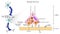 Synapse Structure Infographic Diagram permit neuron pass electrical chemical signal to nerve cell