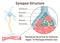 Synapse structure. Neurotransmitter release mechanism. Synaptic vesicles