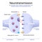 Synapse Structure. Neurotransmitter, synaptic vesicles and synaptic cleft