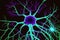 Synaptic Connections in Neon Light - Close-Up View on Brain Neural Synapse Network for Scientific and Medical Designs, Generative