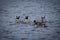 Synchronized diving by ducks in an Arizona lake