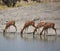 Synchronized Drinking Gazelles