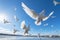 Synchronized Flight: Graceful White Doves Soaring in Clear Blue Sky