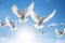 Synchronized Flight: Graceful White Doves Soaring in Clear Blue Sky