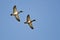 Synchronized Flying Demonstrated by Two Mallard Ducks