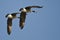 Synchronized Flying Demonstration by a Pair of Canada Geese
