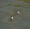 Synchronized swimming of ducks in Vltava on a fine summer day
