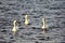 Synchronized swimming of three Swans