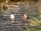 Synchronized swimming of two nice ducks