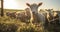 The Synchronized Symphony of Farm Animals in Rural Bliss. Generative AI